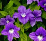 House Flowers Browallia herbaceous plant  Photo; purple