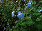 House Flowers Browallia herbaceous plant  Photo; light blue