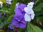 House Flowers Brunfelsia, Yesterday-Today-Tomorrow shrub  Photo; lilac