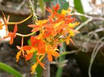 House Flowers Buttonhole Orchid herbaceous plant (Epidendrum) Photo; orange
