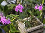 House Flowers Buttonhole Orchid herbaceous plant (Epidendrum) Photo; lilac