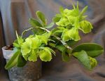 House Flowers Buttonhole Orchid herbaceous plant (Epidendrum) Photo; green