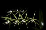 House Flowers Buttonhole Orchid herbaceous plant (Epidendrum) Photo; green