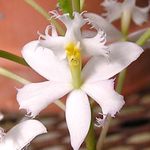 House Flowers Buttonhole Orchid herbaceous plant (Epidendrum) Photo; white