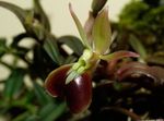House Flowers Buttonhole Orchid herbaceous plant (Epidendrum) Photo; brown