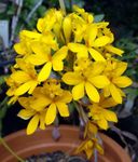 House Flowers Buttonhole Orchid herbaceous plant (Epidendrum) Photo; yellow