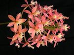 House Flowers Buttonhole Orchid herbaceous plant (Epidendrum) Photo; pink