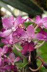 House Flowers Calanthe herbaceous plant  Photo; pink