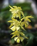 House Flowers Calanthe herbaceous plant  Photo; yellow