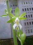 House Flowers Calanthe herbaceous plant  Photo; green