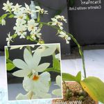 House Flowers Calanthe herbaceous plant  Photo; white