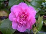 House Flowers Camellia tree  Photo; pink