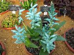 House Flowers Cape Cowslip herbaceous plant (Lachenalia) Photo; light blue