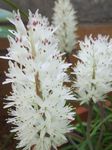 House Flowers Cape Cowslip herbaceous plant (Lachenalia) Photo; white