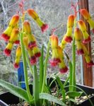 House Flowers Cape Cowslip herbaceous plant (Lachenalia) Photo; yellow
