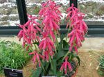 House Flowers Cape Cowslip herbaceous plant (Lachenalia) Photo; pink