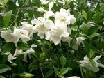 House Flowers Cape jasmine shrub (Gardenia) Photo; white