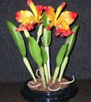 House Flowers Cattleya Orchid herbaceous plant  Photo; orange