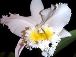 House Flowers Cattleya Orchid herbaceous plant  Photo; white