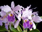 House Flowers Cattleya Orchid herbaceous plant  Photo; lilac