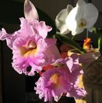 House Flowers Cattleya Orchid herbaceous plant  Photo; pink