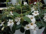 Central American Bellflower hanging plant (Codonanthe) Photo; white