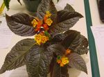 House Flowers Chrysothemis herbaceous plant  Photo; yellow