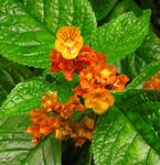 House Flowers Chrysothemis herbaceous plant  Photo; red