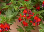 House Flowers Cigarette Plant shrub (Cuphea) Photo; red