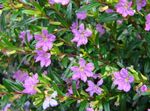 House Flowers Cigarette Plant shrub (Cuphea) Photo; lilac
