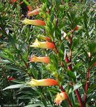 House Flowers Cigarette Plant shrub (Cuphea) Photo; orange