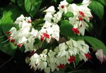 House Flowers Clerodendron shrub (Clerodendrum) Photo; white