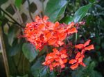 House Flowers Clerodendron shrub (Clerodendrum) Photo; red