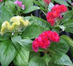 House Flowers Cockscomb herbaceous plant (Celosia) Photo; red
