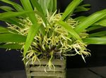 House Flowers Coconut Pie Orchid herbaceous plant (Maxillaria) Photo; yellow