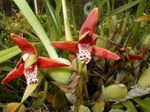 House Flowers Coconut Pie Orchid herbaceous plant (Maxillaria) Photo; red