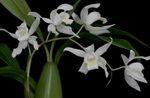 House Flowers Coelogyne herbaceous plant  Photo; white