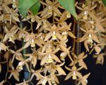 House Flowers Coelogyne herbaceous plant  Photo; brown