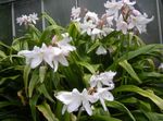 House Flowers Crinum herbaceous plant  Photo; white