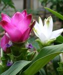 House Flowers Curcuma herbaceous plant  Photo; pink
