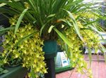 House Flowers Cymbidium herbaceous plant  Photo; yellow
