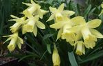 House Flowers Daffodils, Daffy Down Dilly herbaceous plant (Narcissus) Photo; yellow