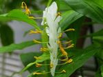 House Flowers Dancing Lady herbaceous plant (Globba-winitii) Photo; white