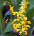 House Flowers Dancing Lady herbaceous plant (Globba) Photo; yellow