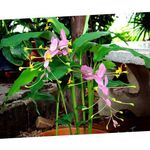 House Flowers Dancing Lady herbaceous plant (Globba) Photo; pink