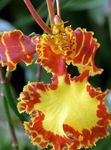 House Flowers Dancing Lady Orchid, Cedros Bee, Leopard Orchid herbaceous plant (Oncidium) Photo; orange