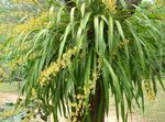 House Flowers Dancing Lady Orchid, Cedros Bee, Leopard Orchid herbaceous plant (Oncidium) Photo; yellow