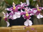 House Flowers Dancing Lady Orchid, Cedros Bee, Leopard Orchid herbaceous plant (Oncidium) Photo; lilac