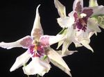 House Flowers Dancing Lady Orchid, Cedros Bee, Leopard Orchid herbaceous plant (Oncidium) Photo; white