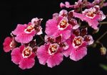 House Flowers Dancing Lady Orchid, Cedros Bee, Leopard Orchid herbaceous plant (Oncidium) Photo; pink